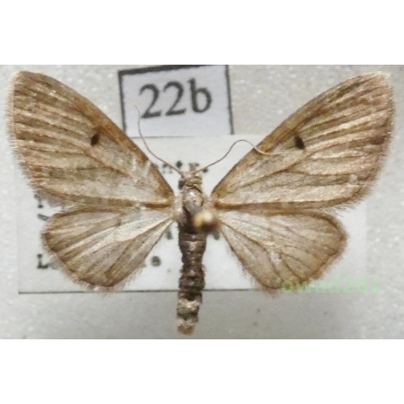Eupithecia tripunctaria Herrich-Schäffer, 1852 Czech22d